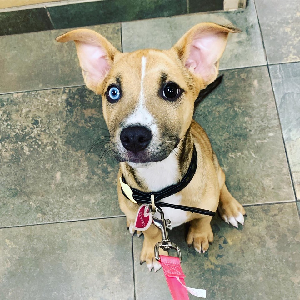 Town & Country Veterinary Hospital | 2010 N Salem St, Apex, NC 27523, USA | Phone: (919) 363-6363