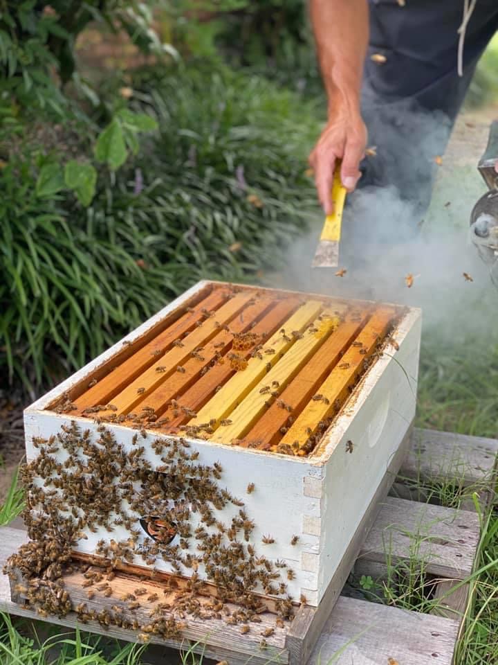 Flexible Pest Services | 5700 GA-20, Loganville, GA 30052, USA | Phone: (770) 264-6454