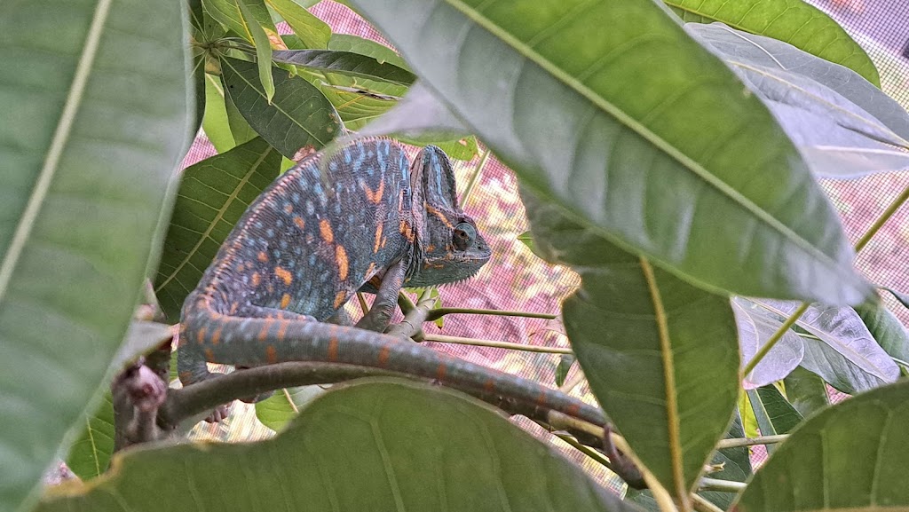 Lazy Lizards Breeding | 9302 Binnacle Dr, Port Richey, FL 34668, USA | Phone: (727) 317-6662