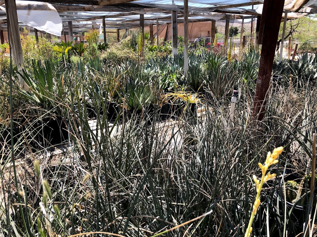 Las Flores Nursery & B.R. Landscaping, Inc. | Wickenburg, AZ 85390, USA | Phone: (928) 232-9563 Las Flores Nursery & B.R. Landscaping, Inc. | Wickenburg, AZ 85390, USA | Phone: (928) 232-9563