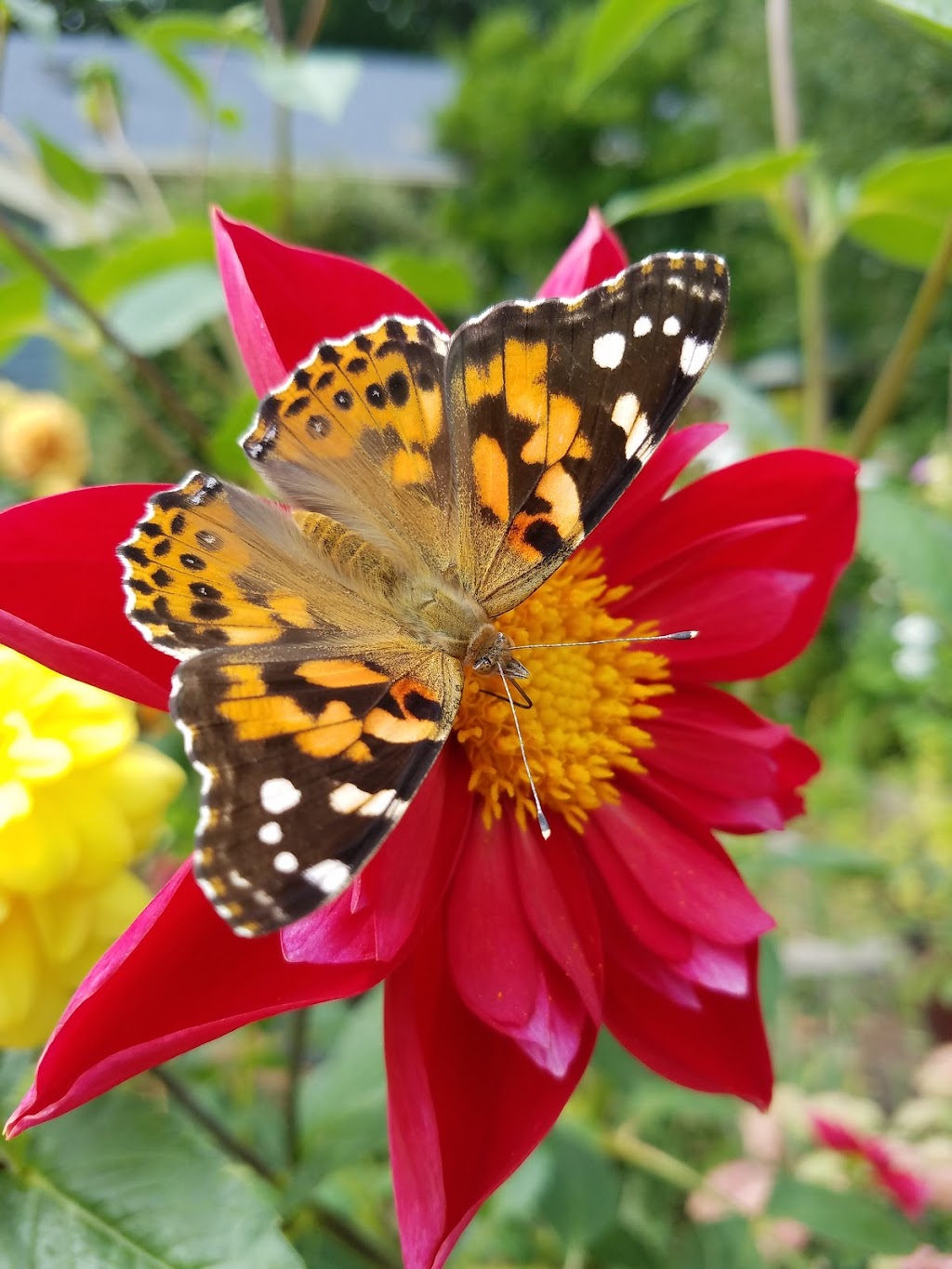 Tashjian Bee and Pollinator Discovery Center | 3210 W 82nd St, Chanhassen, MN 55317, USA | Phone: (612) 301-3486