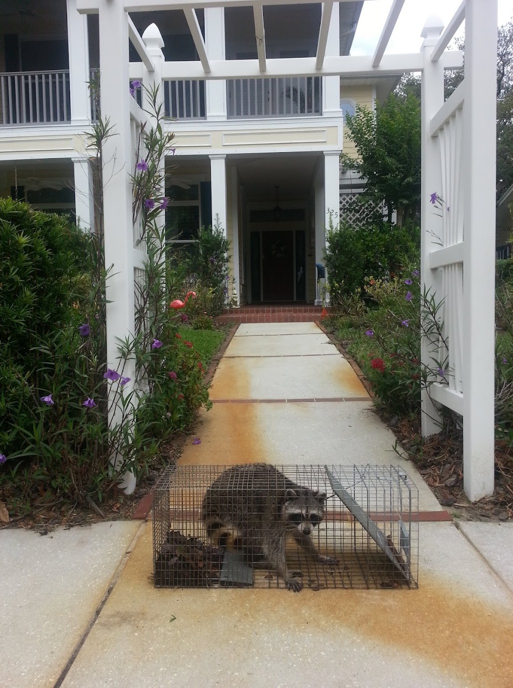 The Villages Wildlife Removal | 8900 SE 165th Mulberry Ln Suite 202, The Villages, FL 32162, USA | Phone: (813) 588-4096