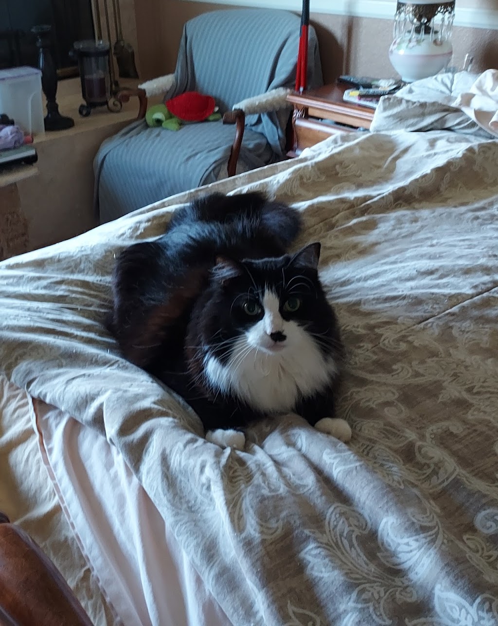 Citrus Veterinary Clinic | 2317 Foothill Blvd, La Verne, CA 91750, USA | Phone: (909) 596-1881