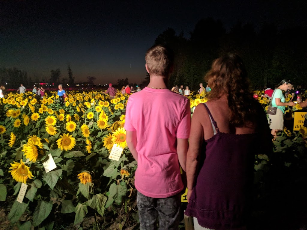 Prayers From Maria Sunflower Field in Avon | Jaycox Rd, Avon, OH 44011, USA | Phone: (216) 727-3511