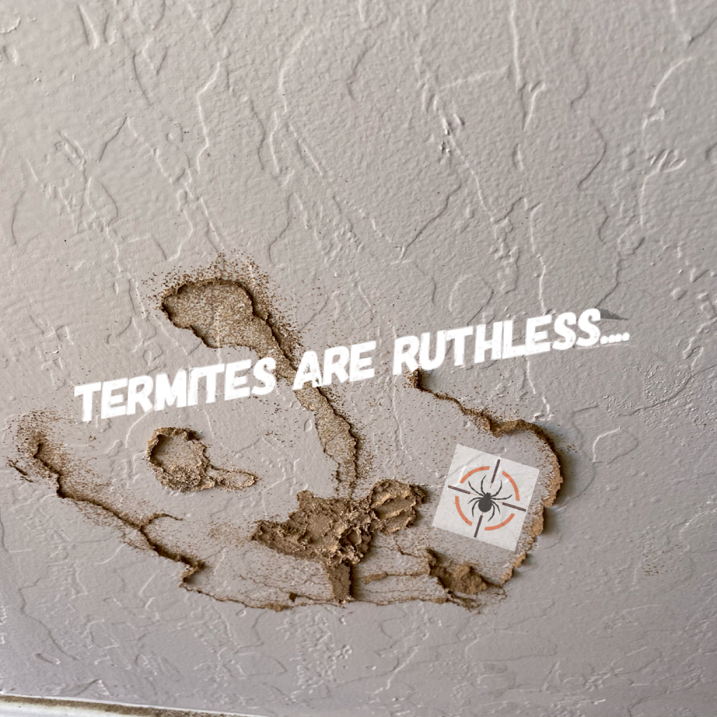 Arsenal Exterminating | 21467 E Sunset Dr, Queen Creek, AZ 85142, USA | Phone: (480) 232-4631