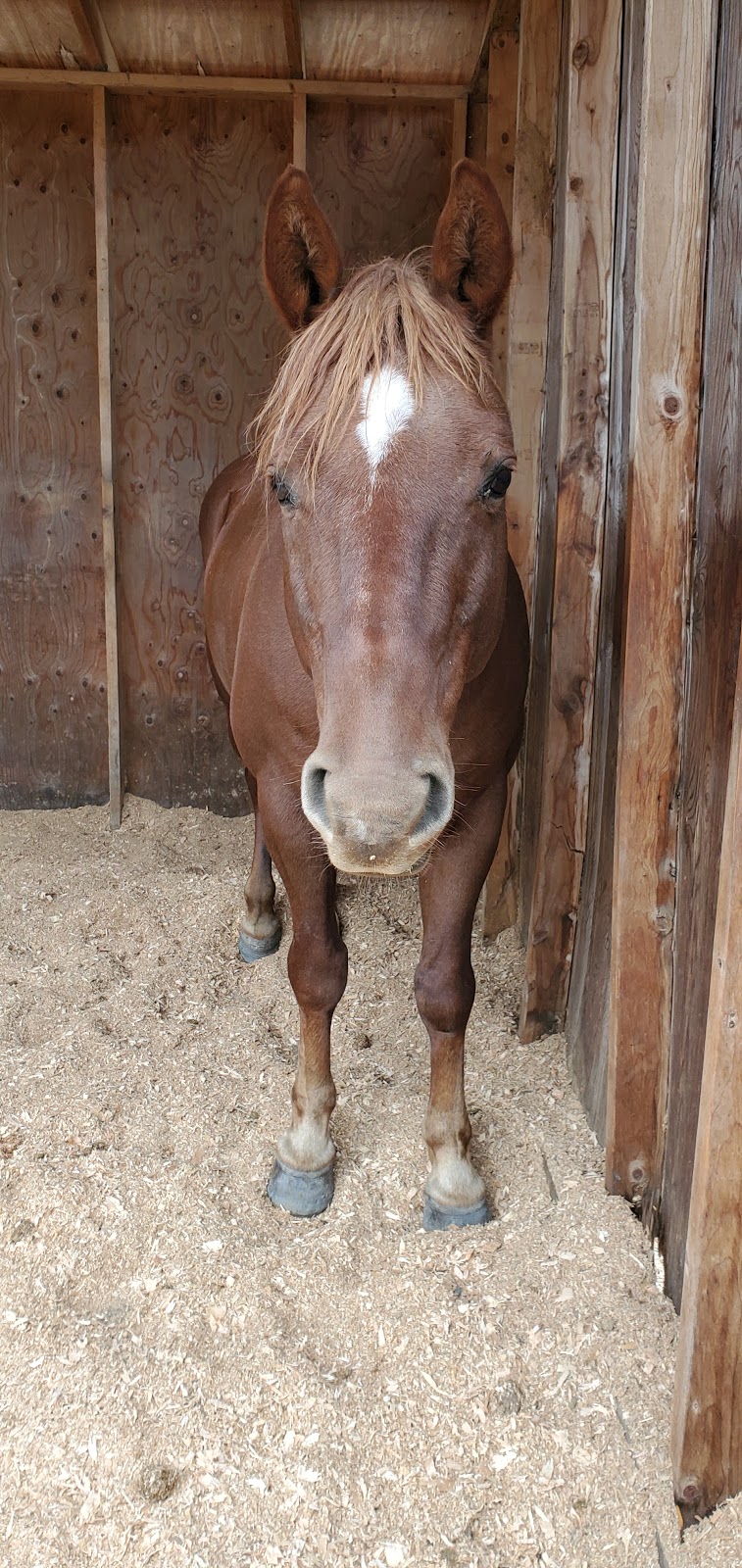 Little Bit Therapeutic Riding | 18675 NE 106th St, Redmond, WA 98052, USA | Phone: (425) 882-1554