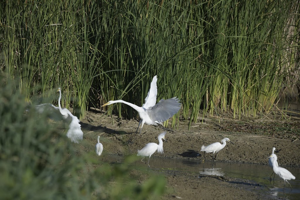 The Colonys Lakeshore Trail | Shoreline Trail, The Colony, TX 75056, USA | Phone: (877) 264-4386