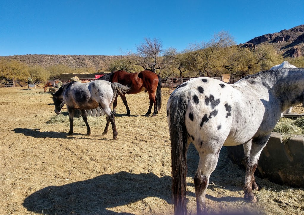 Saguaro Lake Ranch Stables | 13050 N Bush Hwy, Mesa, AZ 85215, USA | Phone: (480) 984-0335