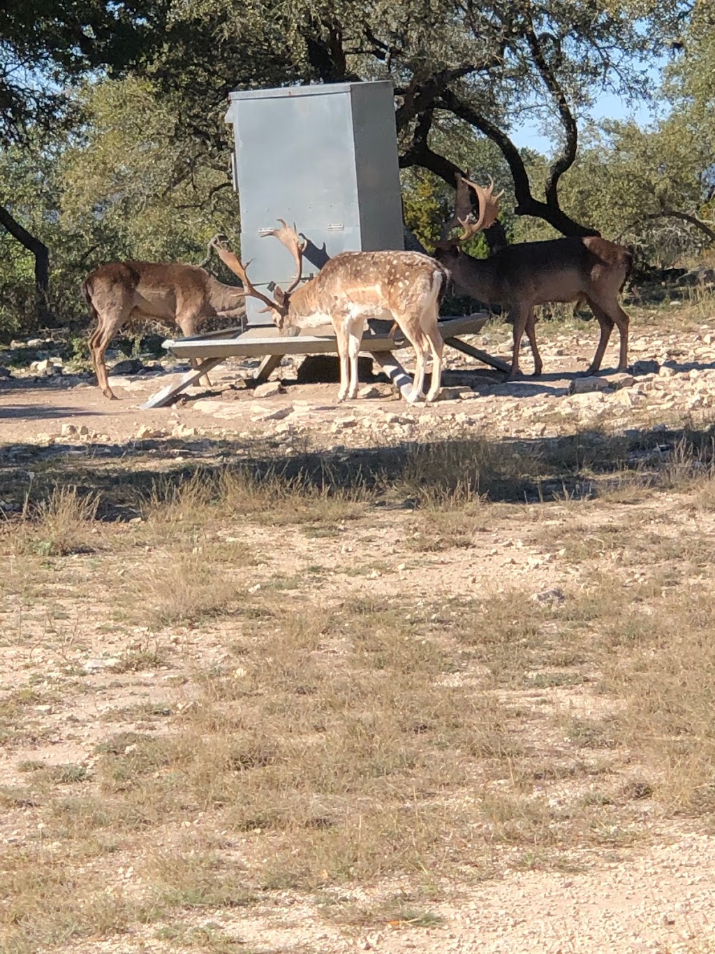 Glory Hills Ranch Bed & Breakfast | 2724 Bump Gate Rd, Pipe Creek, TX 78063 | Phone: (806) 790-8196