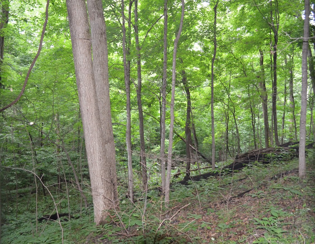 Engelmann Woods Natural Area | 1 St, Adda Rd, Labadie, MO 63055, USA | Phone: (636) 441-4554