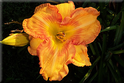 Bluegrass Daylily Gardens | 4122 La Grange Rd, Shelbyville, KY 40065, USA | Phone: (832) 874-1545