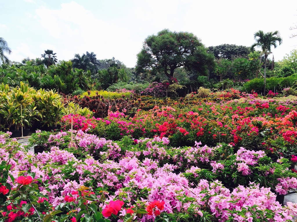 Tien Nursery/Kapolei Nursery | 41-555 Waikupanaha St, Waimanalo, HI 96795, USA | Phone: (808) 259-8436