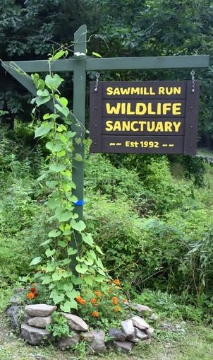 Sawmill Run Wildlife Sanctuary | 9346 Sawmill Run Rd, Little Valley, NY 14755, USA | Phone: (716) 945-1597