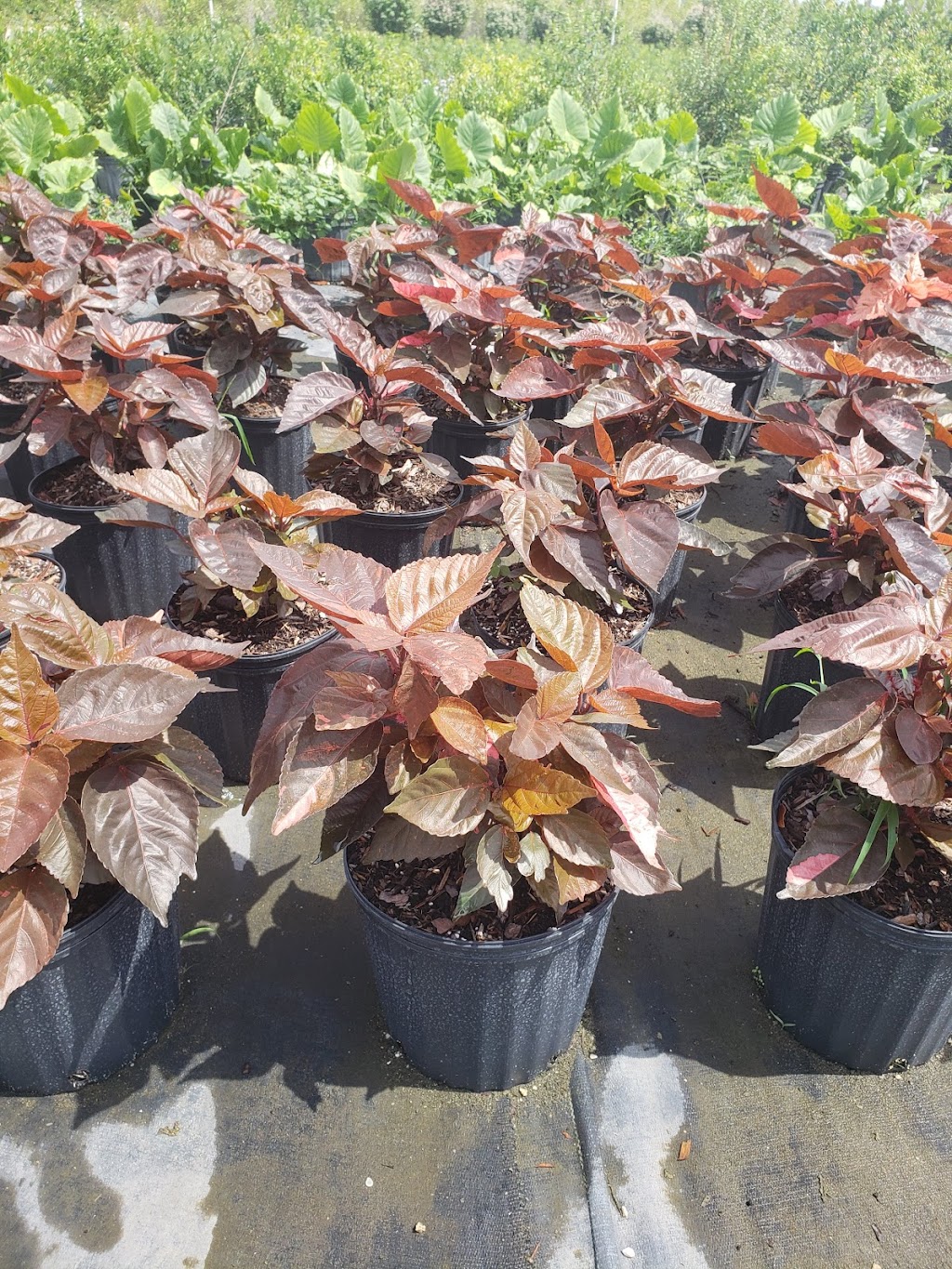 Caballeros Plants Nursery Inc | 18550 SW 168th St, Miami, FL 33187, USA | Phone: (786) 295-3413