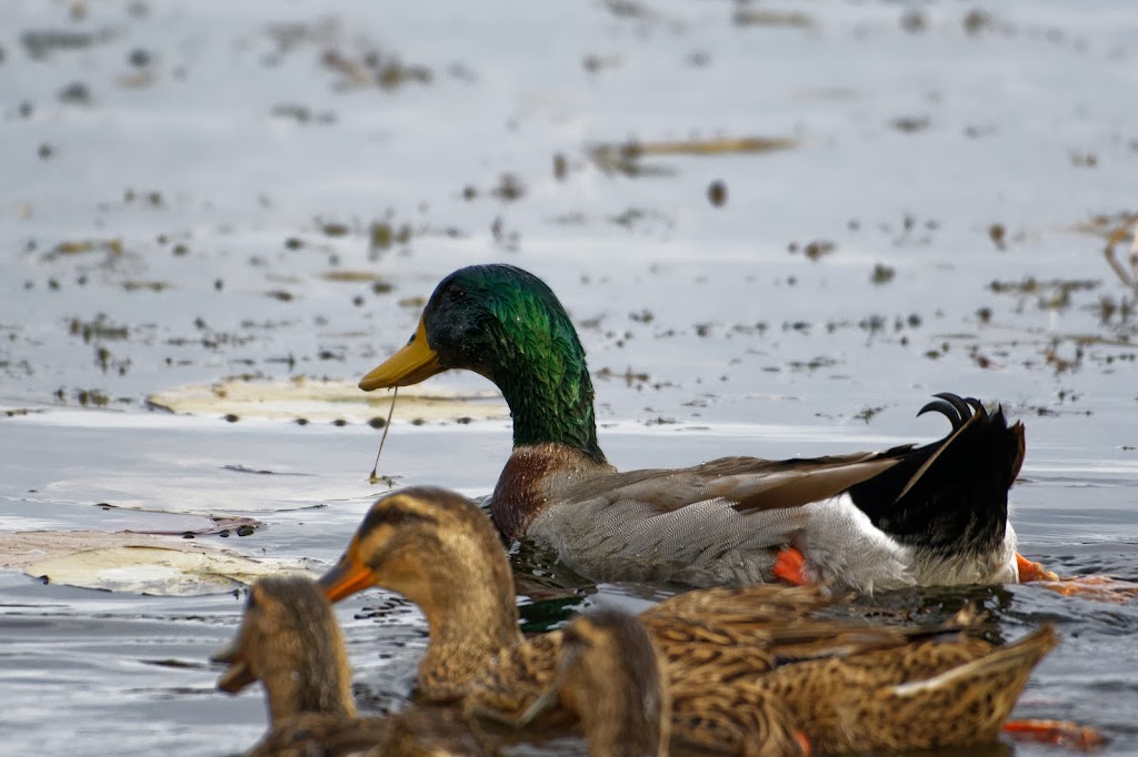 Watkins Lake State Park and County Preserve | 14801 Arnold Rd, Brooklyn, MI 49230, USA | Phone: (517) 467-7401