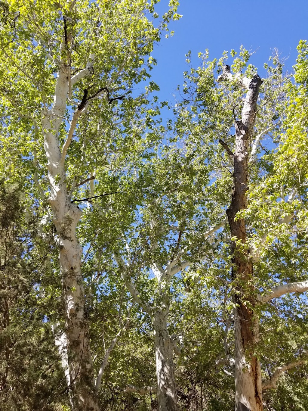 Peppersauce Campground | S Mt Lemmon Rd, Oracle, AZ 85623, USA | Phone: (520) 388-8300