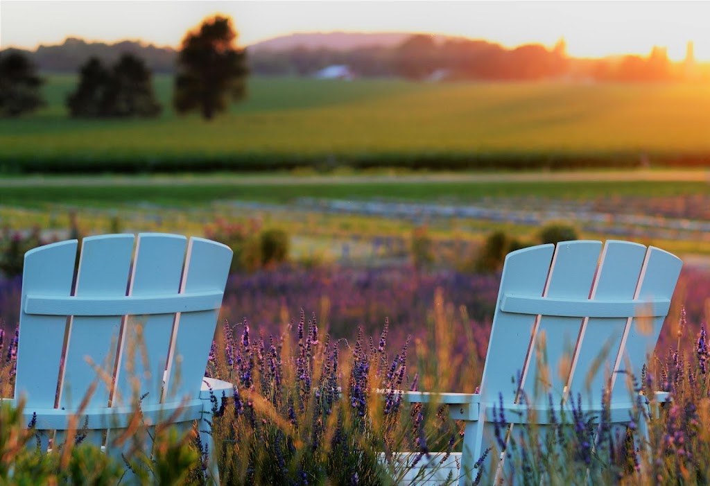 Devils Lake Lavender | S5671 County Rd DL, Baraboo, WI 53913, USA | Phone: (414) 690-5060