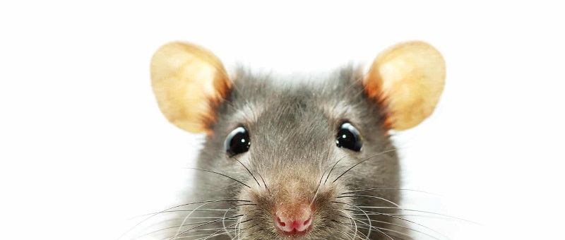 Bay Area Rodent Solutions | 645 E McGlincy Ln Suite A, Campbell, CA 95008, United States | Phone: (408) 626-9530