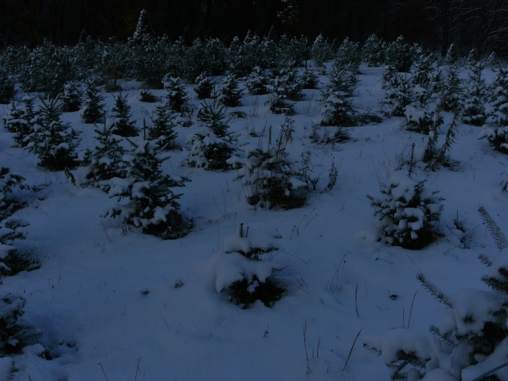 Rauh Christmas Tree Farm | 3001 N River Rd, Stow, OH 44224, USA | Phone: (330) 678-7474