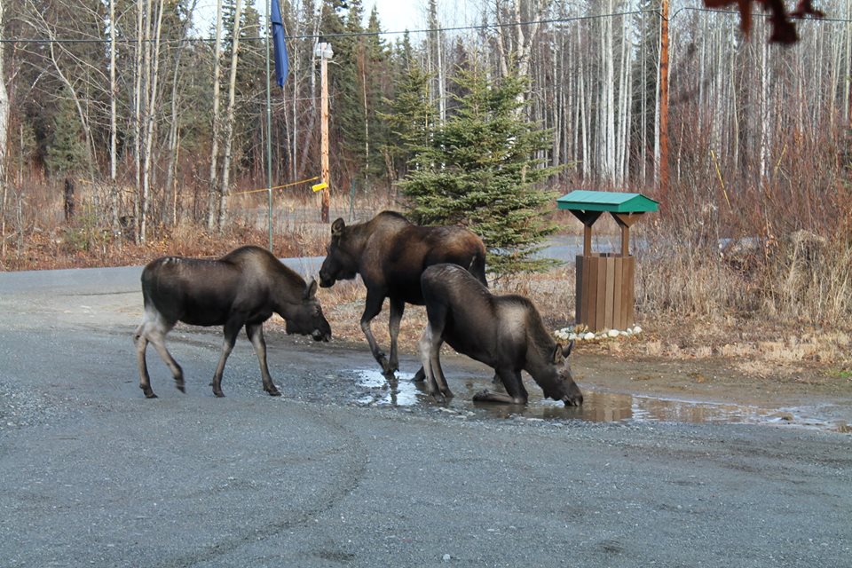 EagleQuest Cabins & Lodge | 11929 Remote Ln, Willow, AK 99688, USA | Phone: (907) 495-1116