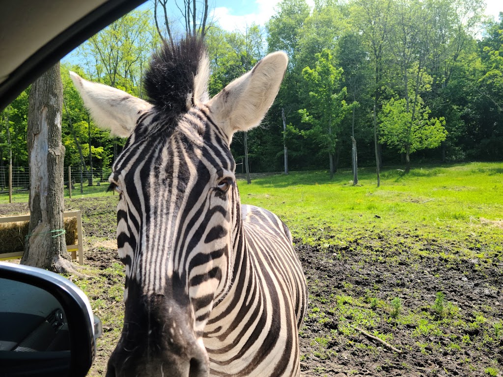 Hidden Valley Animal Adventure | 2887 Royce Rd, Varysburg, NY 14167, USA | Phone: (585) 535-4100