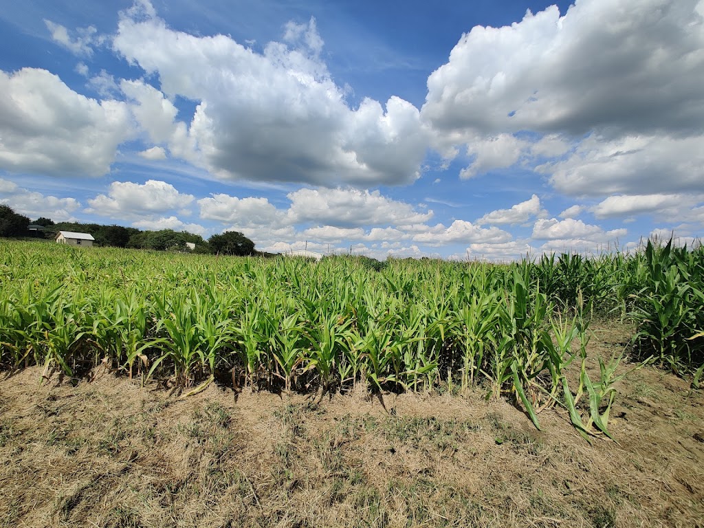 Shadow Creek Pumpkin Farm | 99.0959.000.016.99.108, Midlothian, TX 76065, USA | Phone: (469) 612-3331
