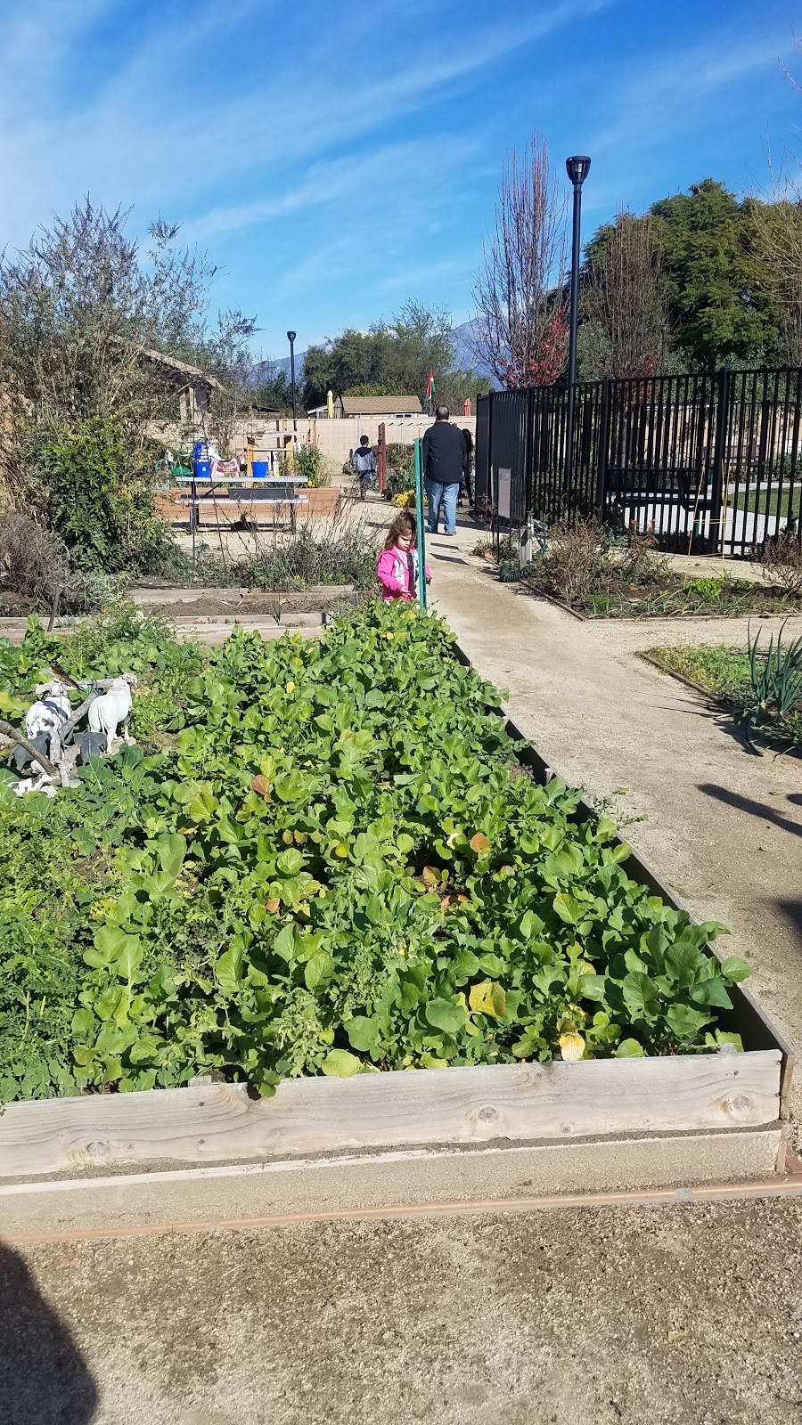 Chino Community Garden & Park | 5976 Riverside Dr, Chino, CA 91710, USA | Phone: (909) 334-3258