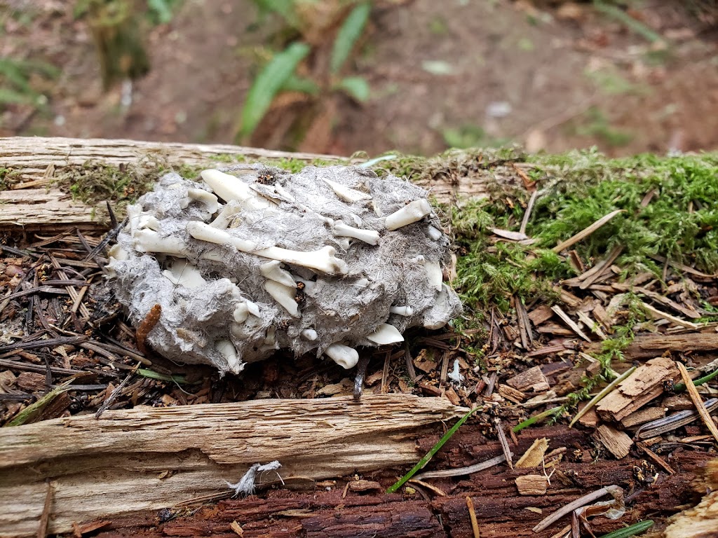 Tamanowas Rock Sanctuary | Chimacum, WA 98325 | Phone: (360) 683-1109