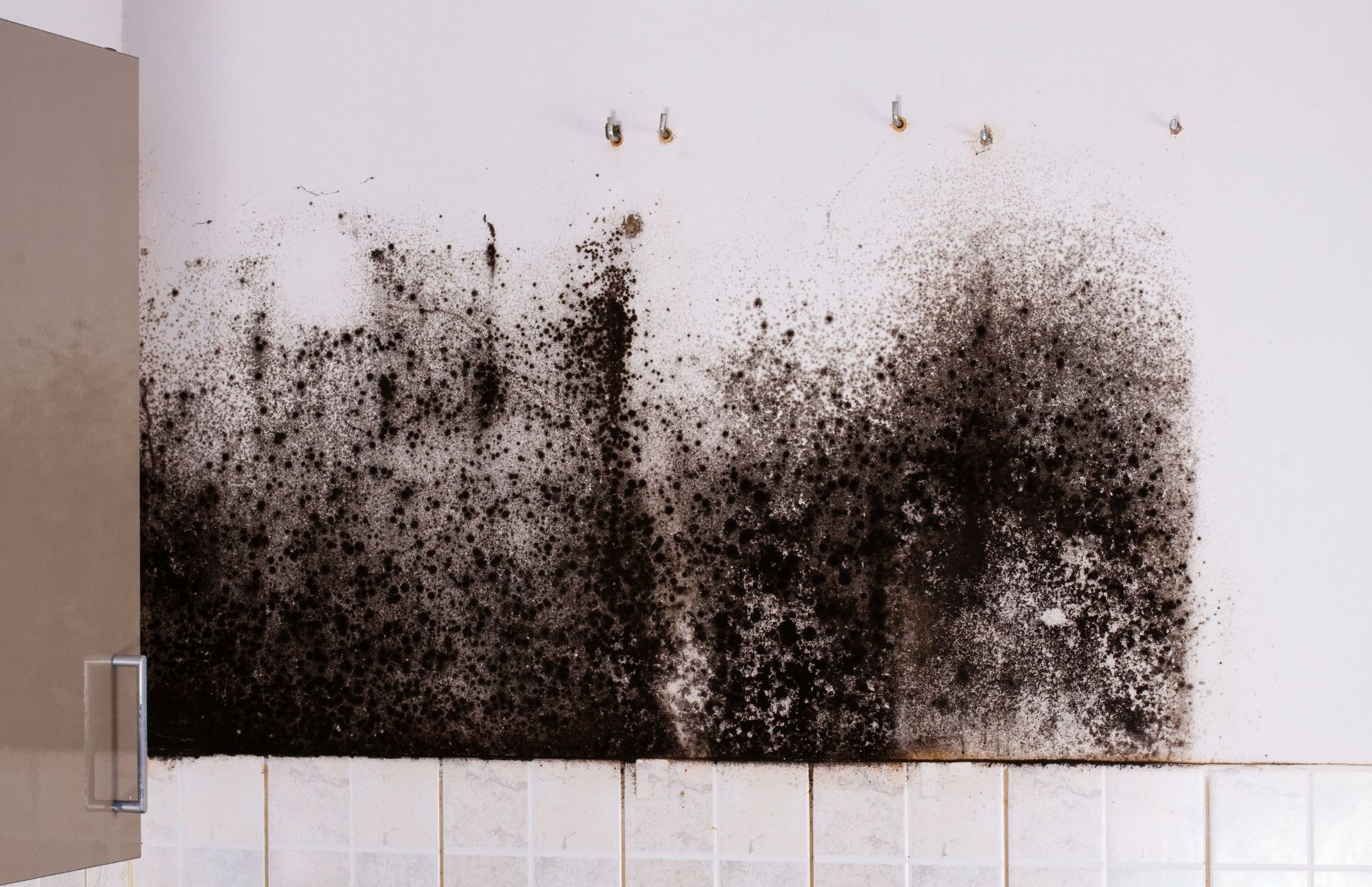 William Loveland Mold Removal Experts | 2020 Wadsworth Blvd, Lakewood, CO 80214, United States | Phone: (720) 679-8764