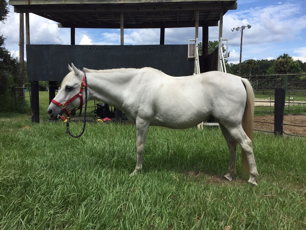 Mckie Equine | 18133 Boys Ranch Rd, Altoona, FL 32702, USA | Phone: (352) 267-0082