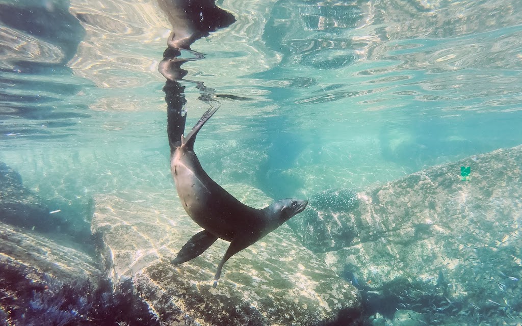 Snorkel Cali | 1 Banning House Rd, Avalon, CA 90704, USA | Phone: (949) 342-4099