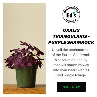 Eds Plant Shop | 174 Bogart St #207, Brooklyn, NY 11206, United States | Phone: (718) 407-4269