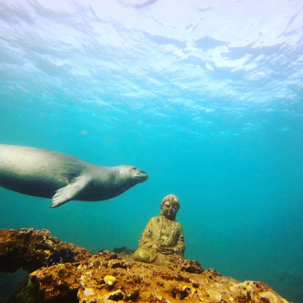 Snorkel And Dive Hawaii | 59-771 Kapuhi Pl, Haleiwa, HI 96712, USA | Phone: (808) 723-0413