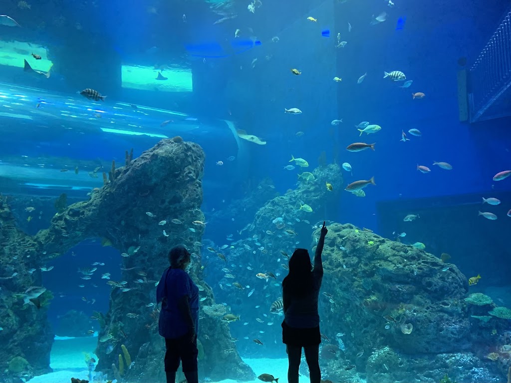 Mississippi Aquarium | 2100 E Beach Blvd, Gulfport, MS 39501, USA | Phone: (228) 241-1300