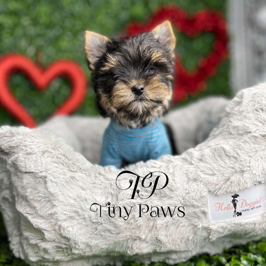 Tiny Paws Teacup & Toy Puppy Boutique | 18545 W Dixie Hwy, Aventura, FL 33180, USA | Phone: (305) 934-7889