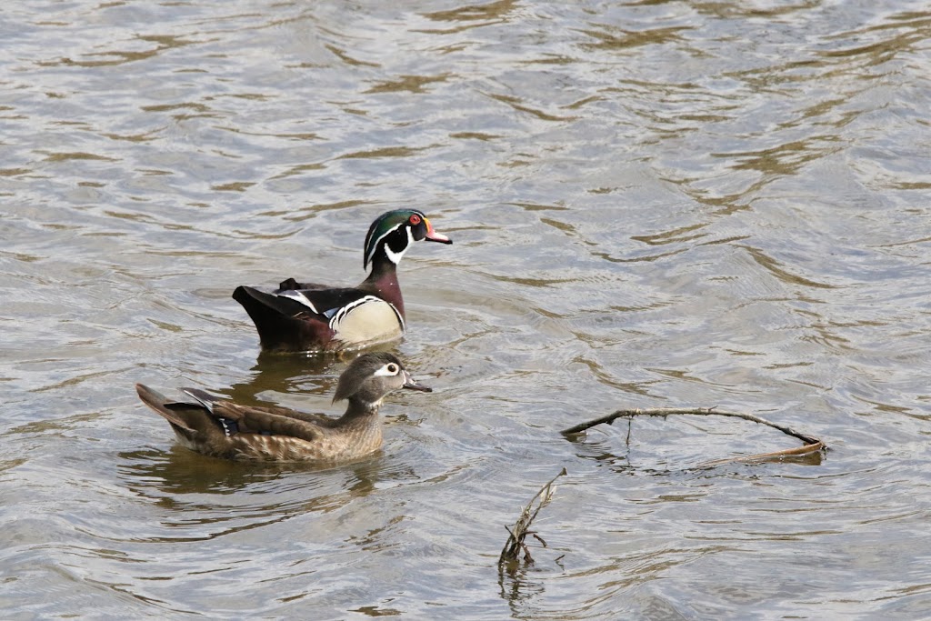 Anaheim Wetlands | 8500 E La Palma Ave, Yorba Linda, CA 92887, USA | Phone: (714) 765-5191