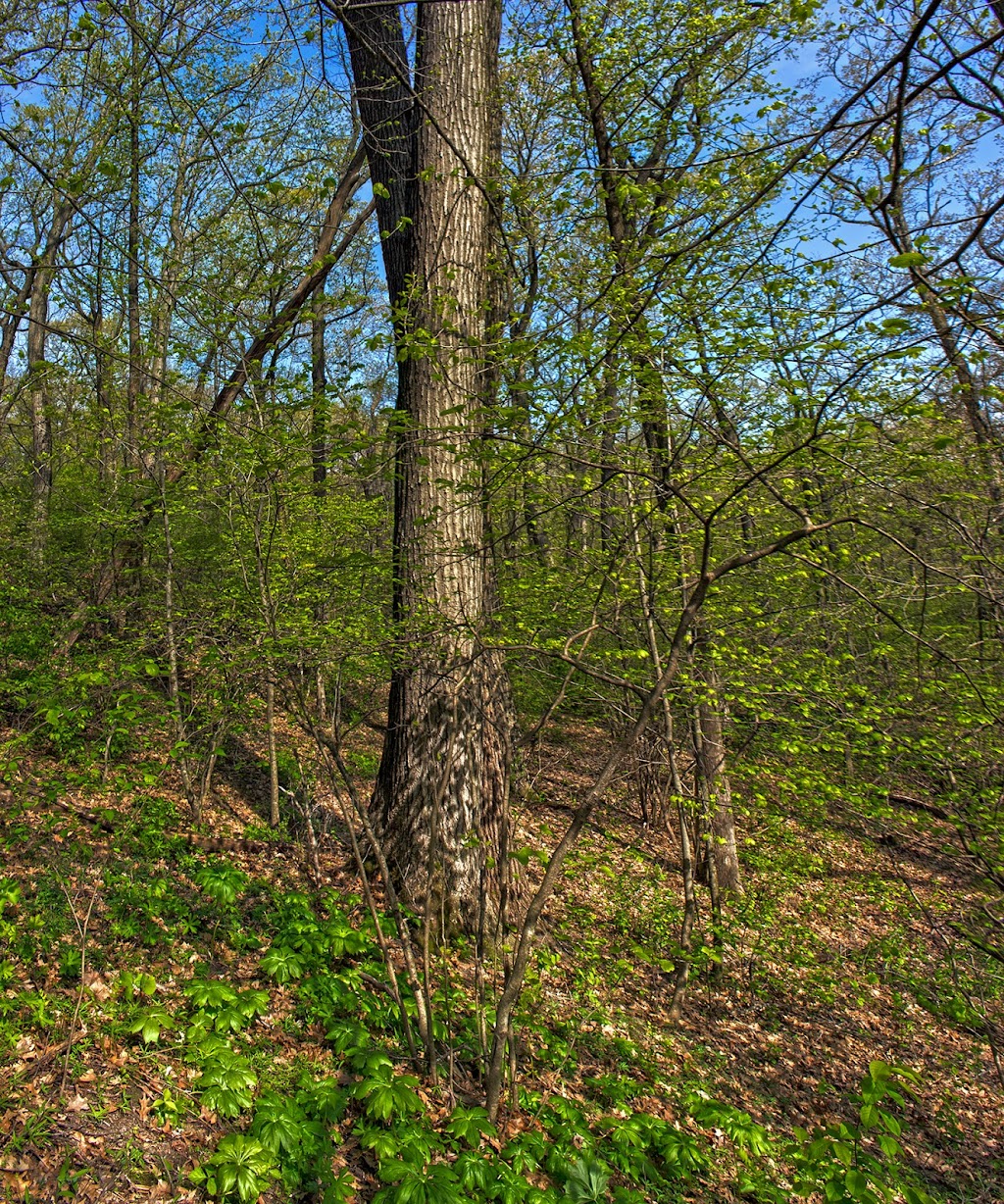 Ward Swartz Decatur Woods State Natural Area | Brodhead, WI 53520, USA | Phone: (888) 936-7463