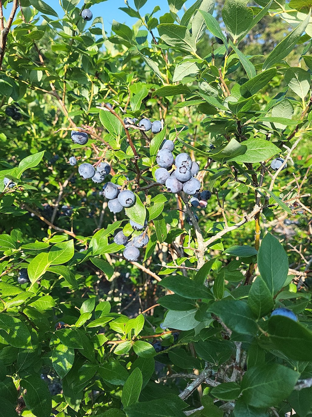 William J Poinsett Farm | 209 Columbus Ave, Browns Mills, NJ 08015, USA | Phone: (609) 744-5522