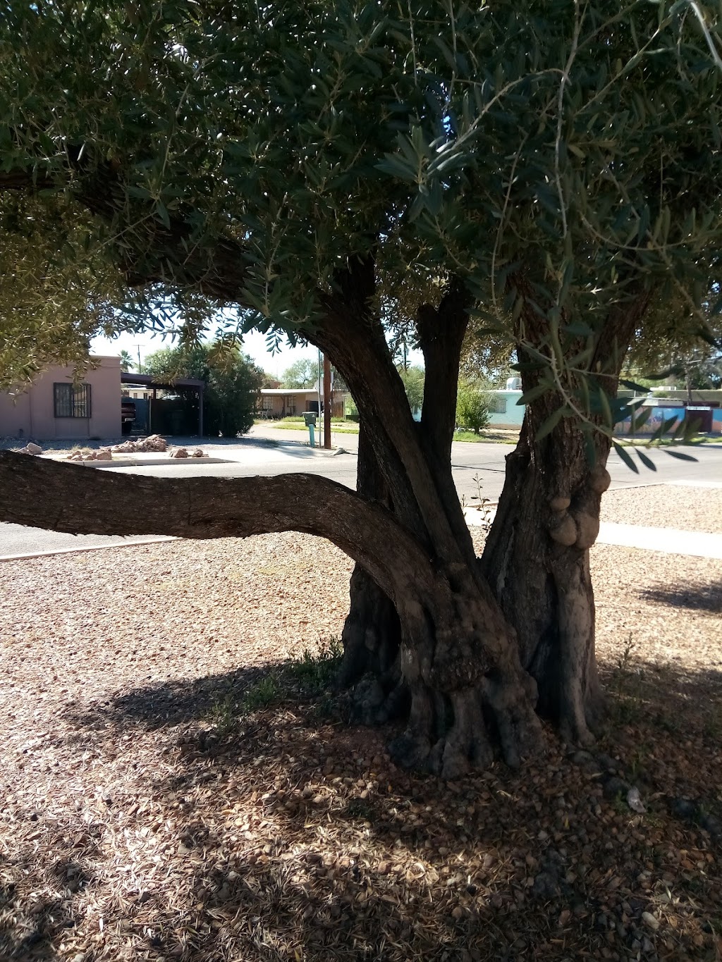 St. Frances Cabrini | 3201 E Presidio Rd, Tucson, AZ 85716, USA | Phone: (520) 326-7670