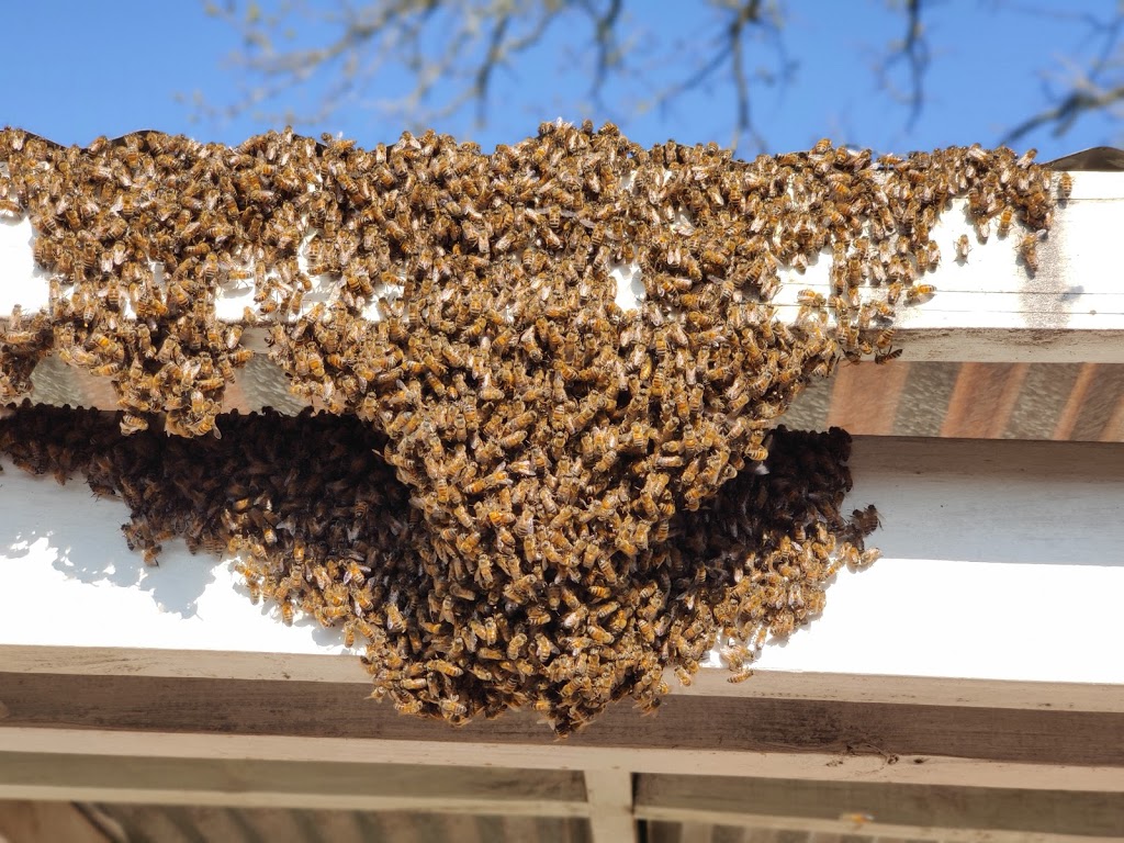 HONEY BEE REMOVAL FOR LESS | 2114 Rustic Ridge Dr, Keller, TX 76248 | Phone: (817) 760-8550