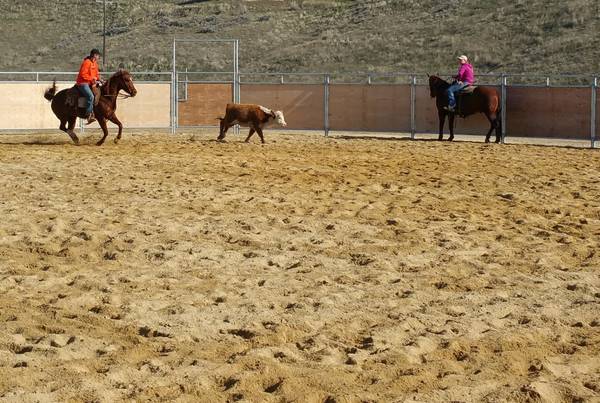 Treasure Valley Quarter Horses | 4801 N Can Ada Rd, 4801 N Eagle Owl Ln, Star, ID 83669, USA | Phone: (208) 412-4896