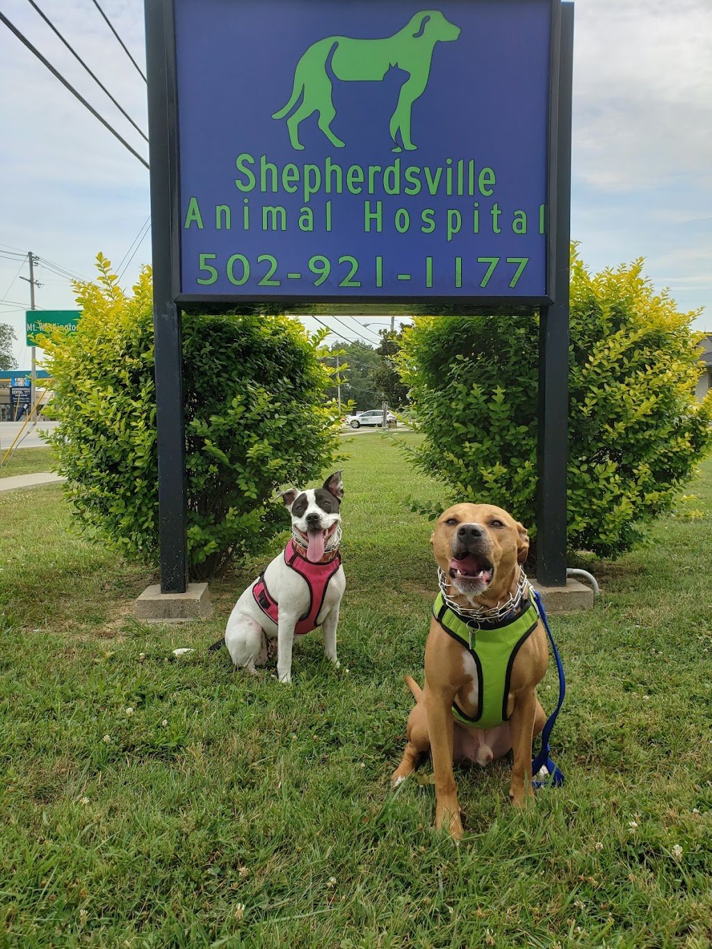 Shepherdsville Animal Hospital | 1203 KY-44, Shepherdsville, KY 40165, USA | Phone: (502) 921-1177