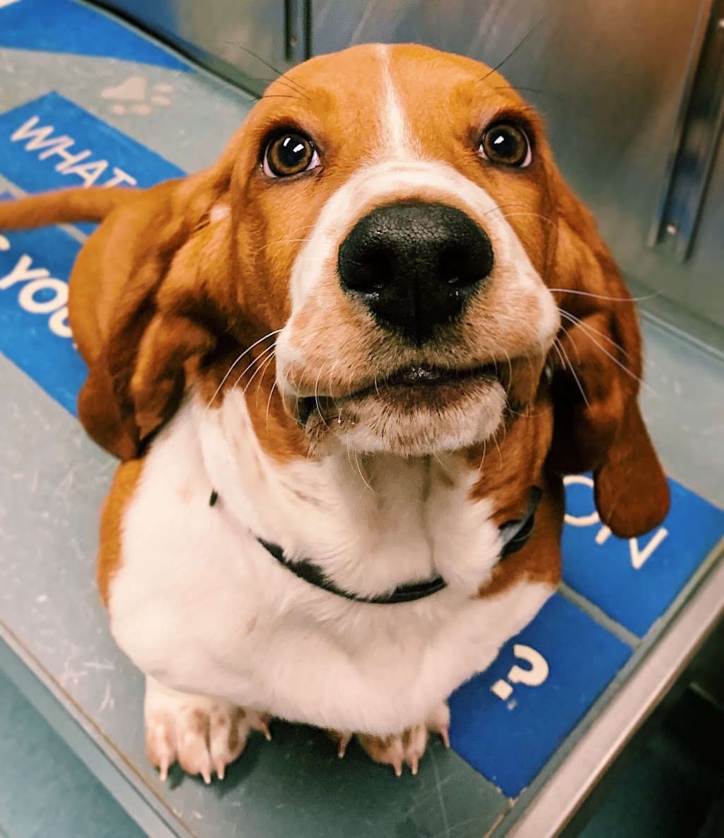 Priest Lake Veterinary Hospital - Nashville Veterinarian | 2445 Morris Gentry Bv, Antioch, TN 37013, USA | Phone: (615) 361-4646
