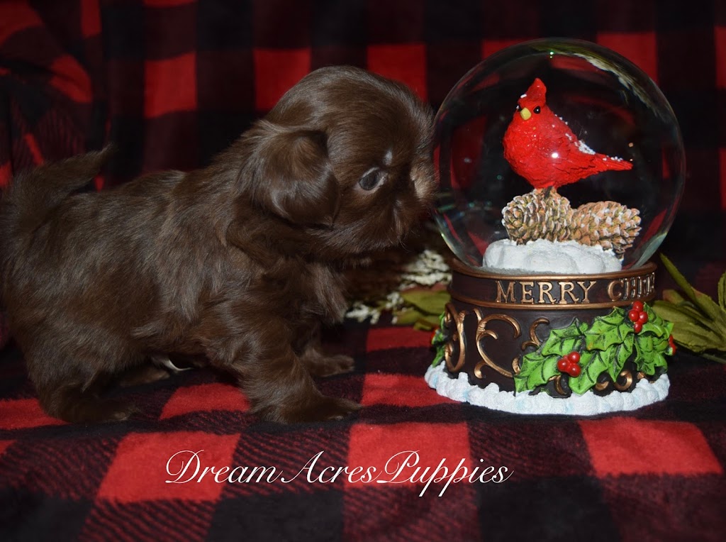 DreamAcresPuppies | Dream Acres Puppies, Tuttle, OK 73089, USA | Phone: (405) 892-3080