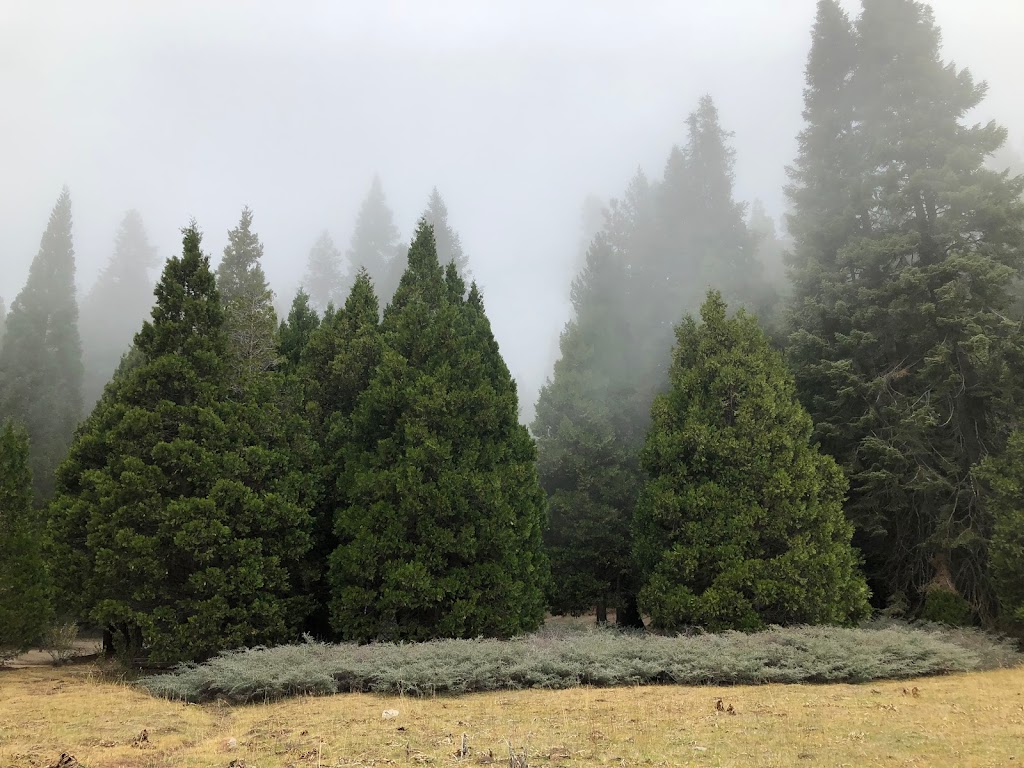 Holey Meadow (recgovnpsdata) | Camp Nelson, CA 93208, USA | Phone: (559) 539-5230