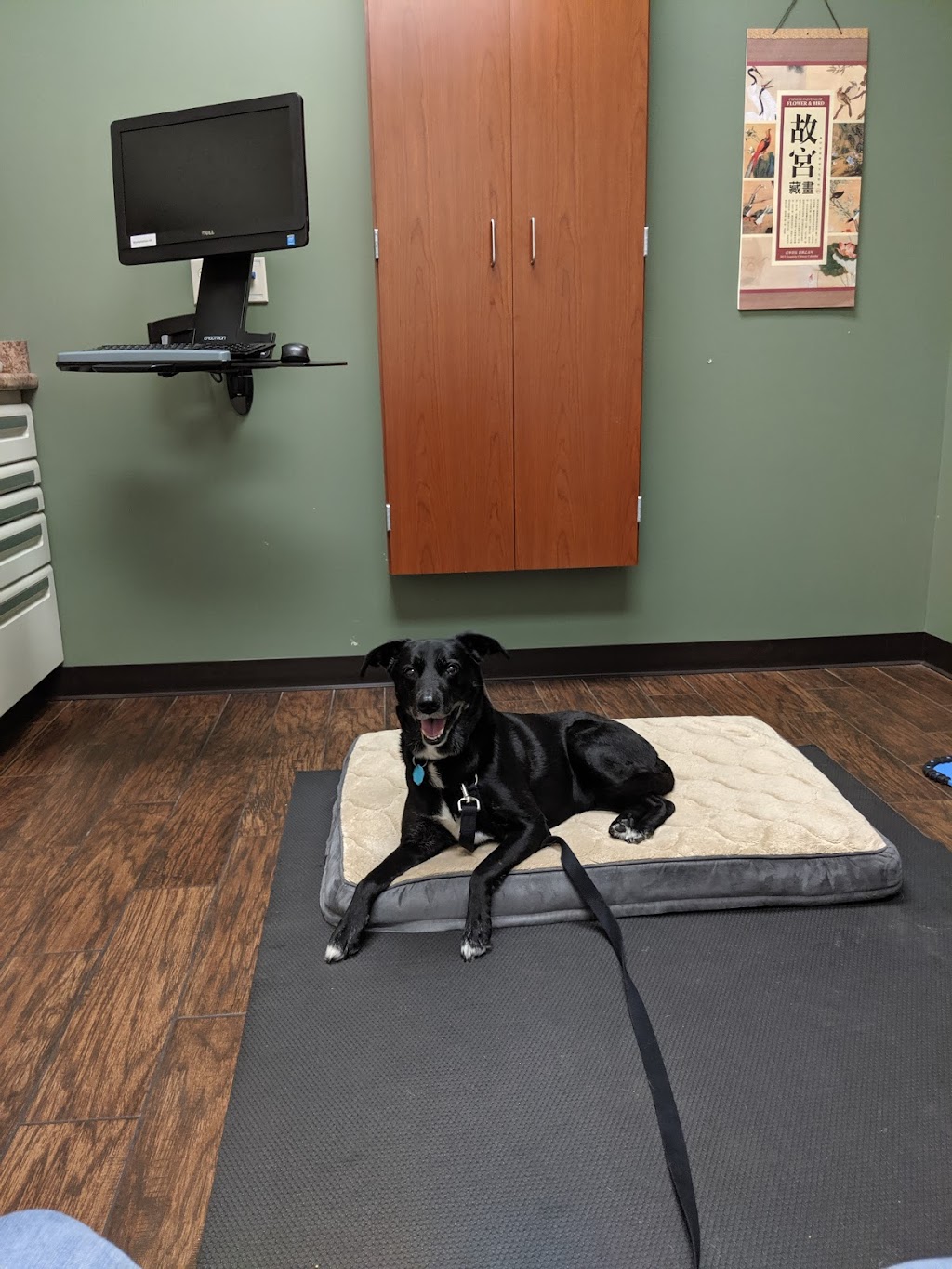 Bigger Road Veterinary Center | 718 N Main St, Springboro, OH 45066, USA | Phone: (937) 514-7702