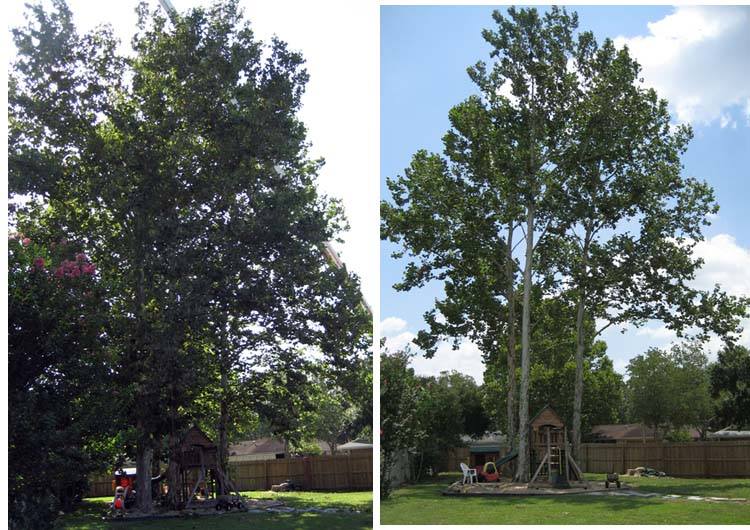 Bauermeister Tree Service | 4400 New Haven Ave, Fort Wayne, IN 46803, USA | Phone: (260) 466-0968