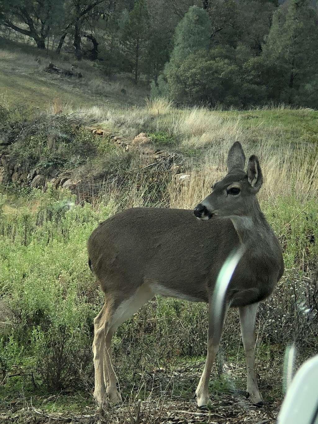 Darkhorse Golf Club | 24150 Darkhorse Dr, Auburn, CA 95602 | Phone: (800) 775-2299