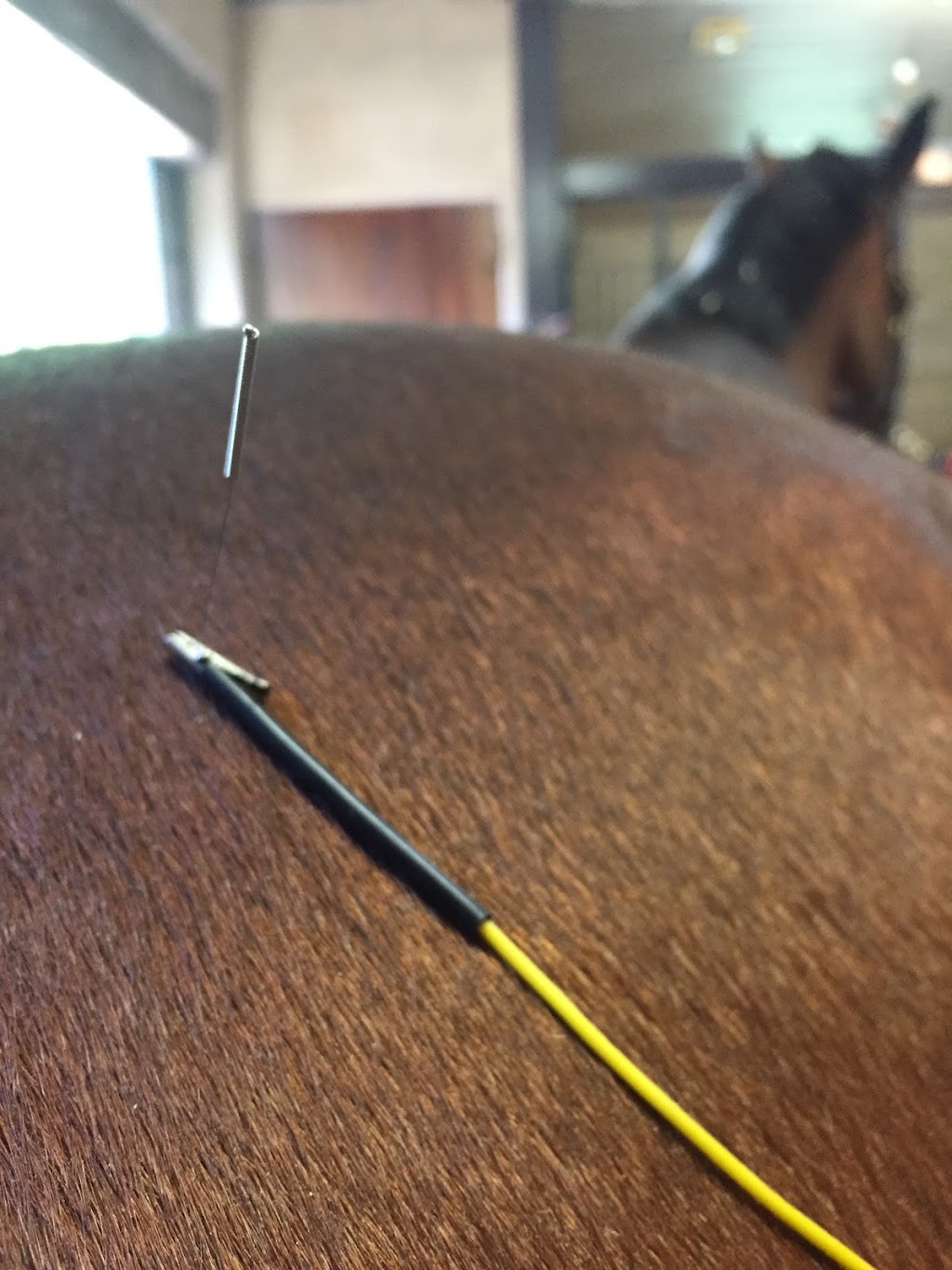 Del Dios Veterinary Acupuncture | 9746 Tamarack Ln, Escondido, CA 92029, USA | Phone: (442) 777-2262