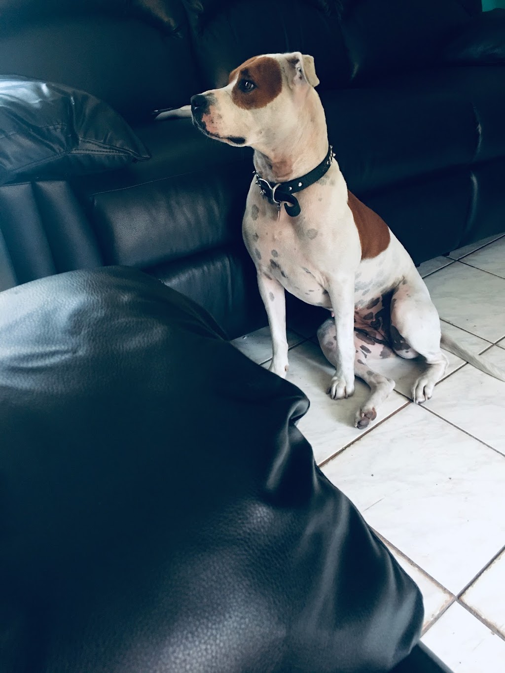 Doberman Pinscher Kennel | 15754 SW 300th Terrace, Homestead, FL 33033, USA | Phone: (305) 812-7227